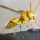 Daredevil - The yellow Indian wasp